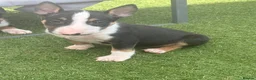 English Bull Terrier dogs for sale: English bull terrier puppies  - Advert 22