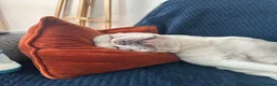 French Bulldog dogs for sale: 3 year old French Bulldog looking for loving home. in Heanor - Advert 2