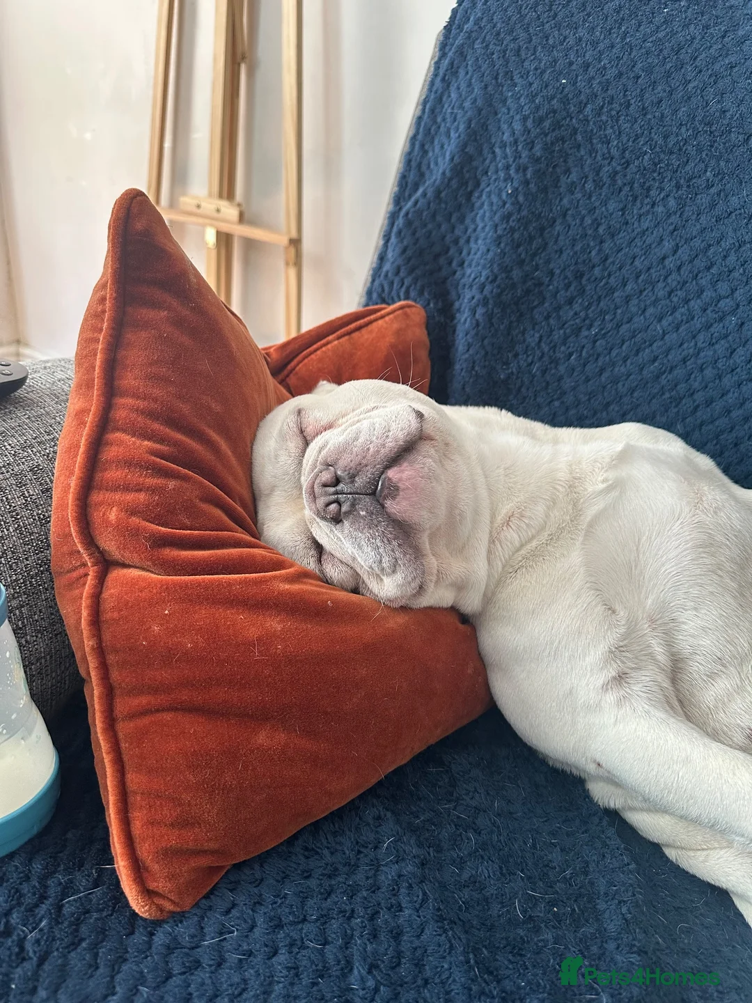 French Bulldog dogs for sale: 3 year old French Bulldog looking for loving home. in Heanor - Advert 2