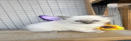 Ragdoll cats for sale: Mink ragdoll kittens full breed - Advert 11