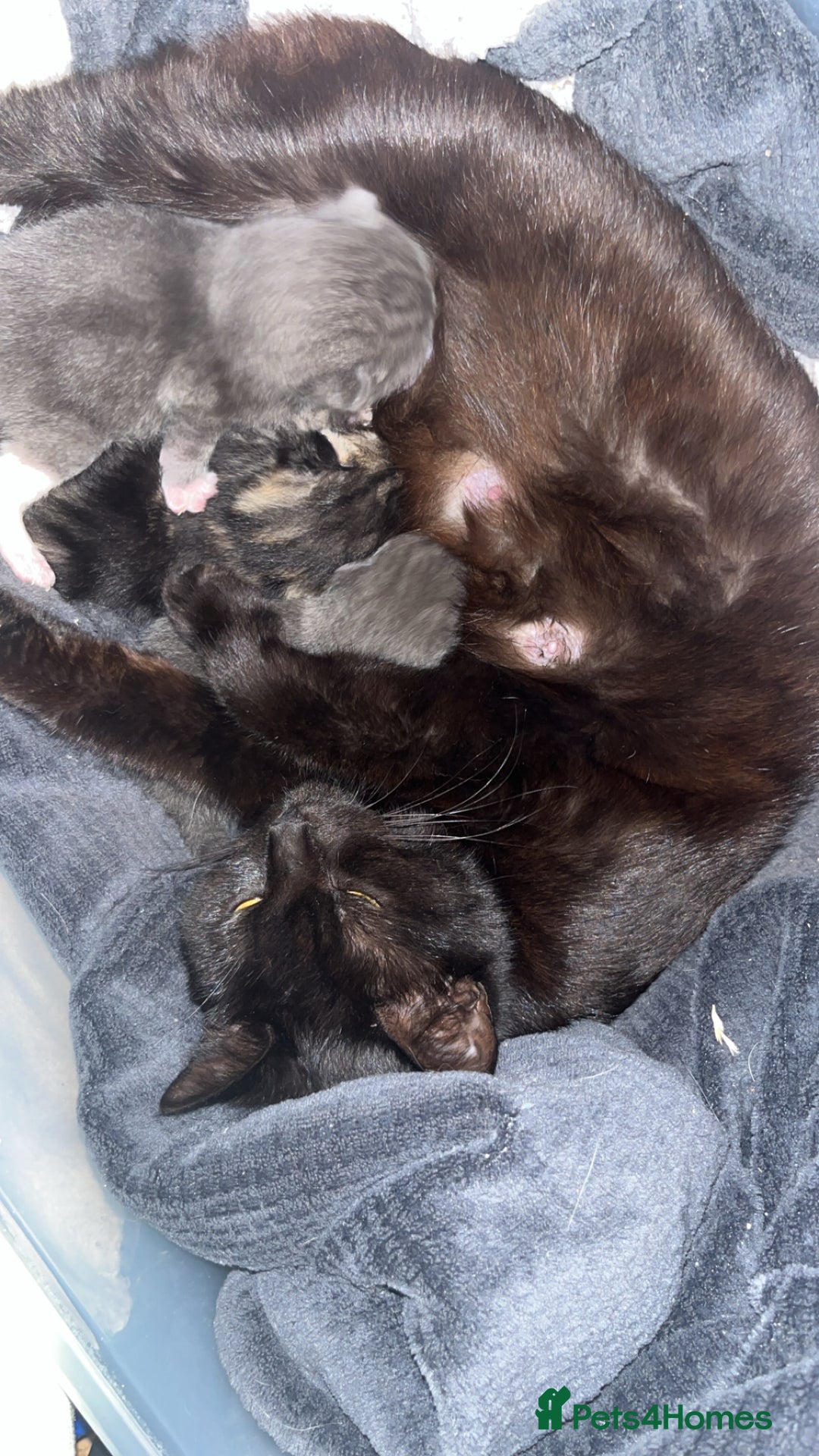 British Shorthair cats for sale: British short hair kittens  - Image 9