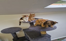 Mixed Breed cats for sale: 2 Ginger Boys, 1 Tabby Girl. Donate to charity - Image 38