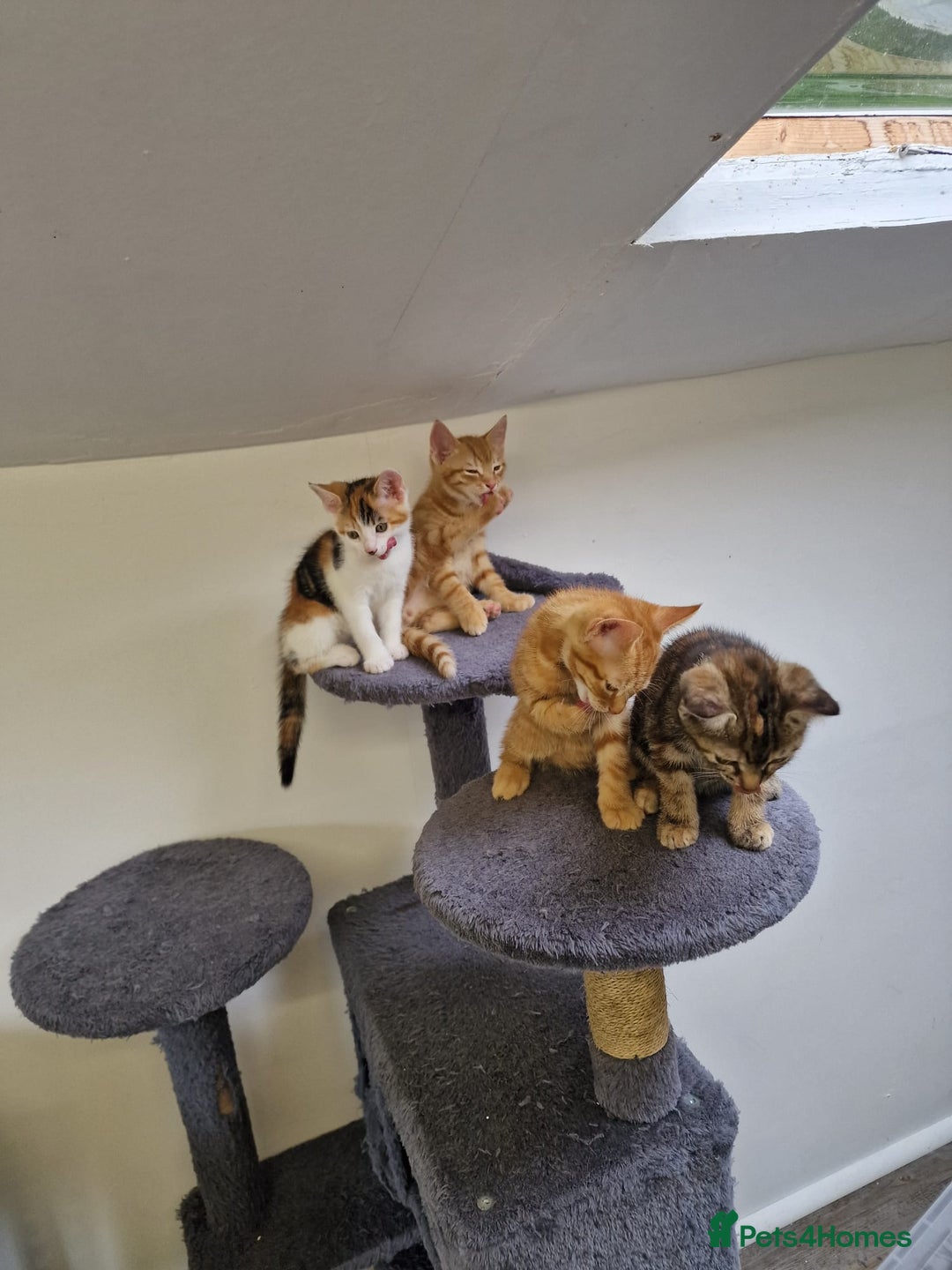 Mixed Breed cats for sale: 2 Ginger Boys, 1 Tabby Girl. Donate to charity - Image 38