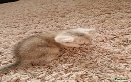 British Shorthair cats for sale: BSH 4 kittens ready for reservation  - Image 11
