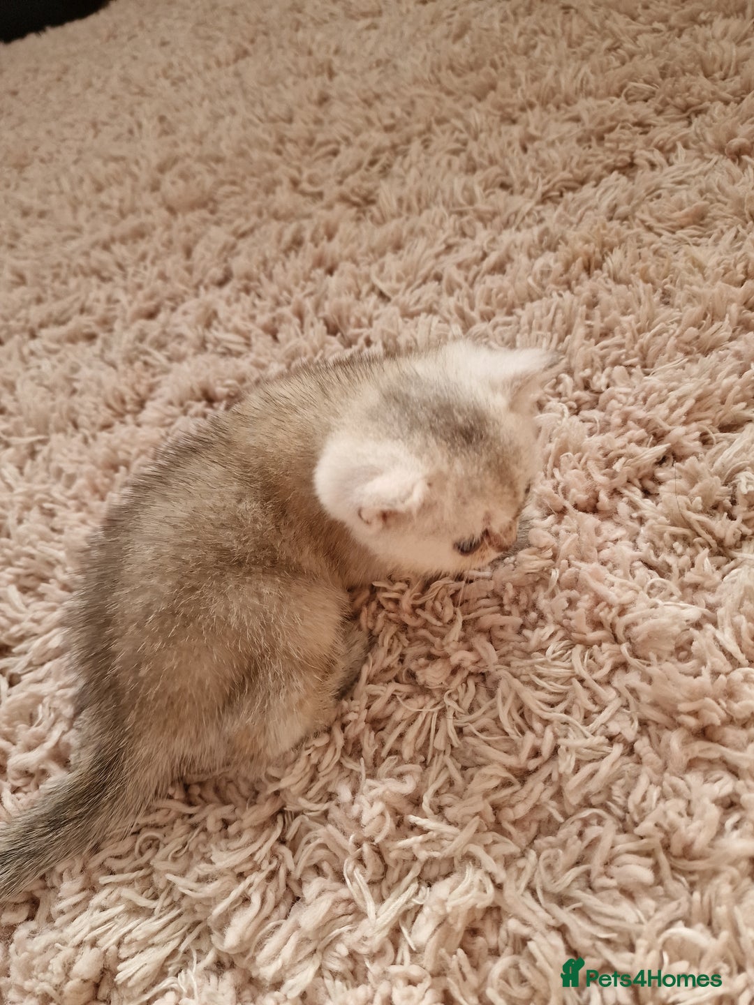 British Shorthair cats for sale: BSH 4 kittens ready for reservation  - Image 11