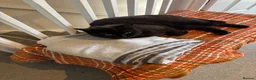 Mixed Breed cats for sale: Two males - Advert 2