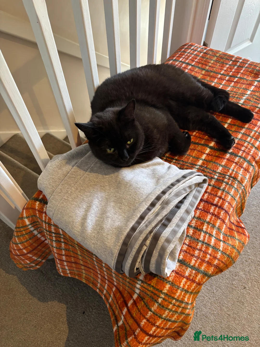 Mixed Breed cats for sale: Two males - Advert 2