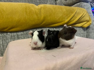 Guinea Pig rodents Girl baby guinea pigs ready to leave in 13 days - Advert 1