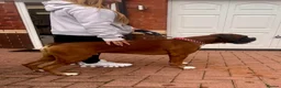 Boxer dogs for stud: HUGE MUSCULAR PROVEN BOXER - Advert 4