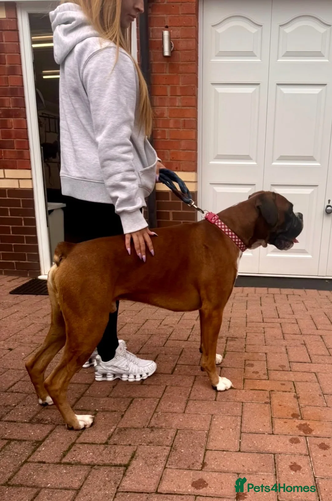 Boxer dogs for stud: HUGE MUSCULAR PROVEN BOXER - Advert 4