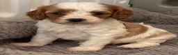 Cavapoo dogs for sale: 🐩🐶🐾FULLY HEALTH CLEAR F1 CAVAPOO🐾🐶🐩  - Advert 19