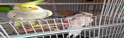 Cockatiels birds for sale: 2 Silly tame cockatiels proven show pair budgies  - Advert 9
