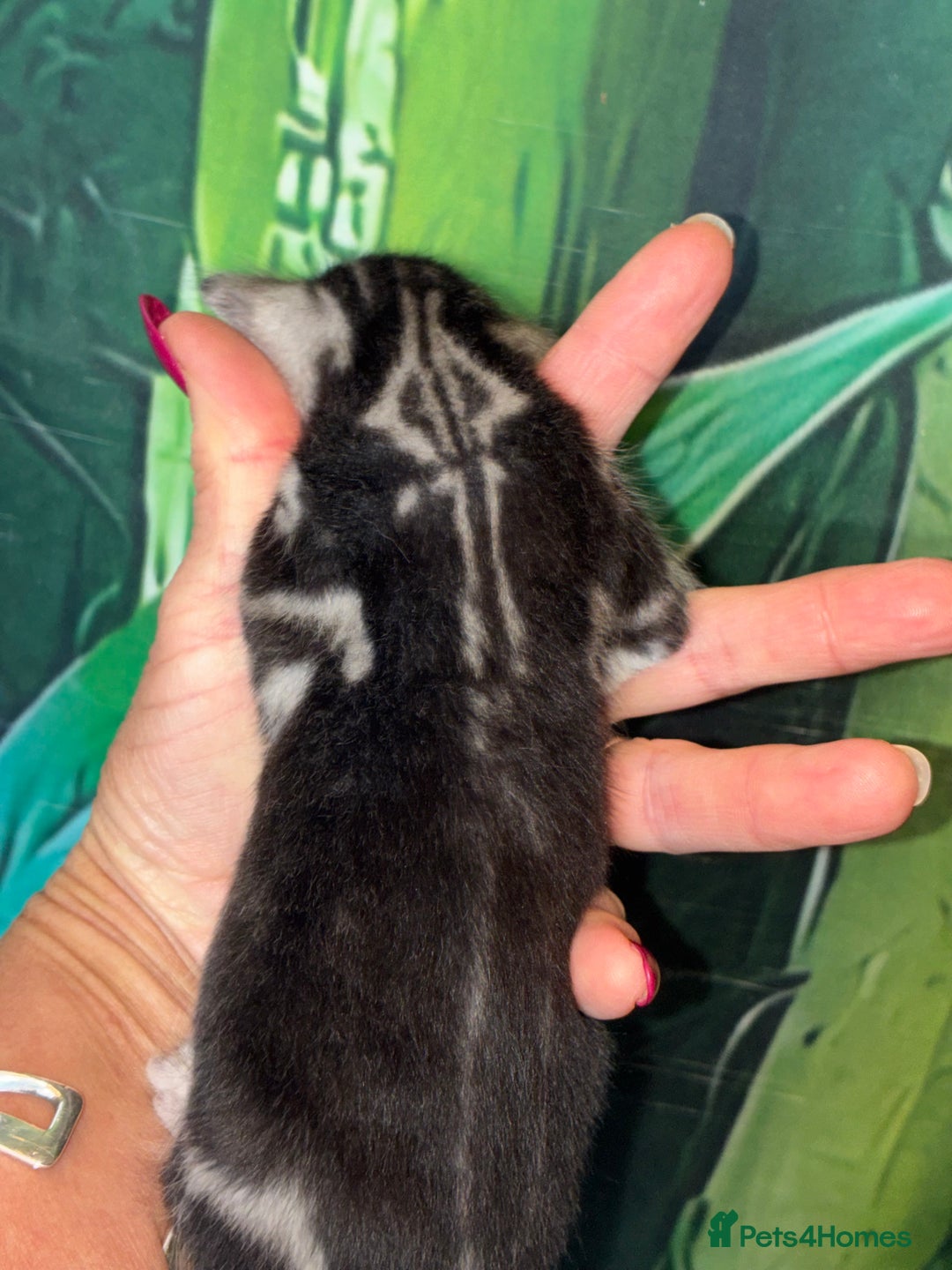 Bengal cats for sale: Beechwood Bengals  stunning SILVER kittens - Image 17
