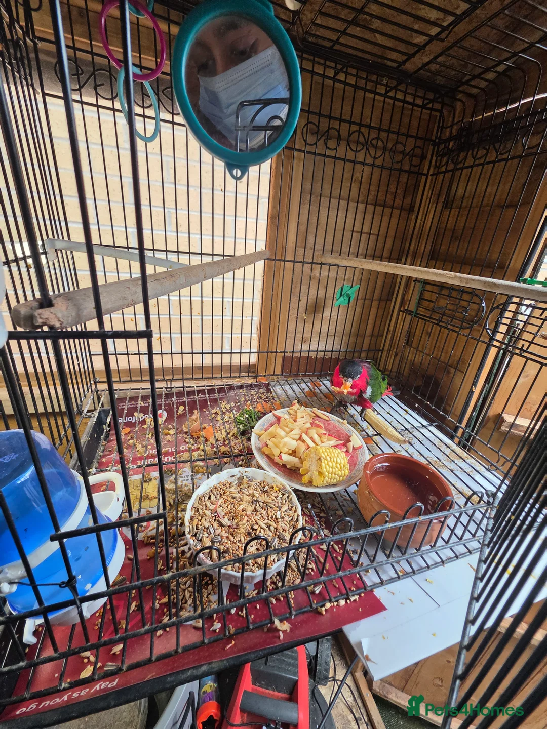 Lorikeets birds for sale: Lorikeet in Glasgow - Advert 2