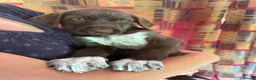 Mixed Breed dogs for sale: 1 GIRL READY TO GO GWP X Weimsky puppies for sale - Advert 18