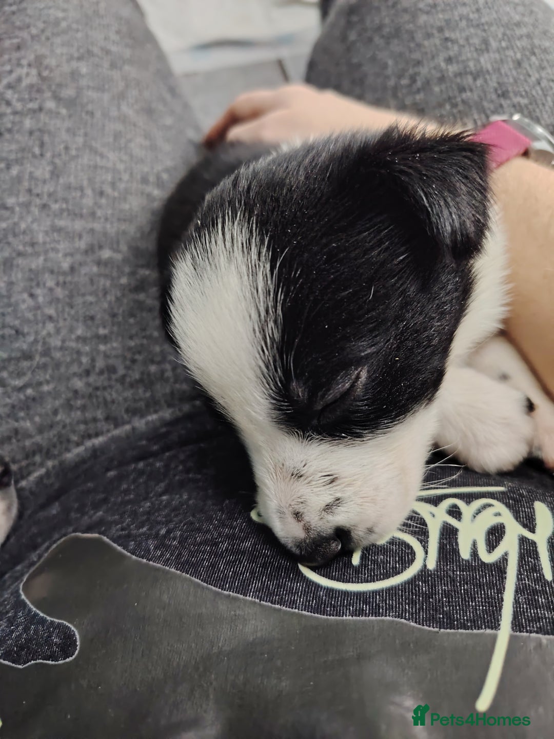 Border Collie dogs for sale: Border collie and blue merle  - Advert 17