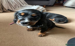 Cocker Spaniel dogs for stud: Black, white and tan Cocker Spaniel for stud - Image 8