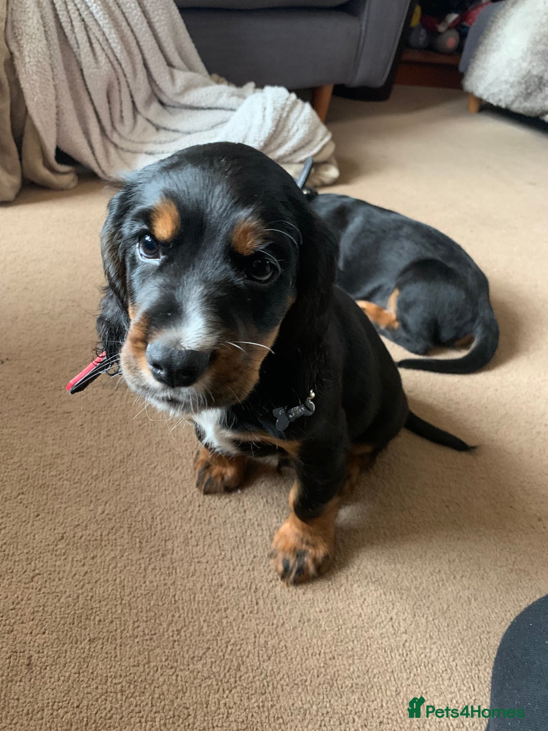 Cocker Spaniel dogs for stud: Black, white and tan Cocker Spaniel for stud - Image 8