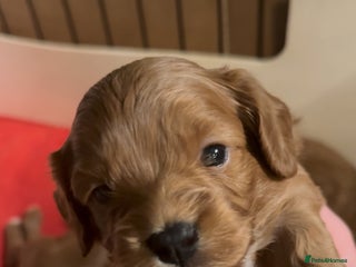 Cavapoo dogs Stunning F1 Toy Cavapoo’s 5* licensed breeder DNA - Advert 14