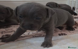 Staffordshire Bull Terrier dogs for sale: 1 female blue available ready to leave 28th August - Image 11