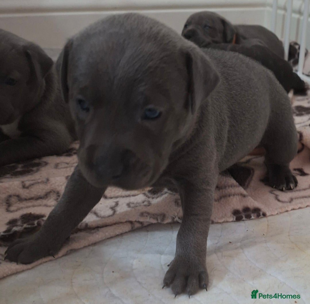 Staffordshire Bull Terrier dogs for sale: 1 female blue available ready to leave 28th August - Image 11