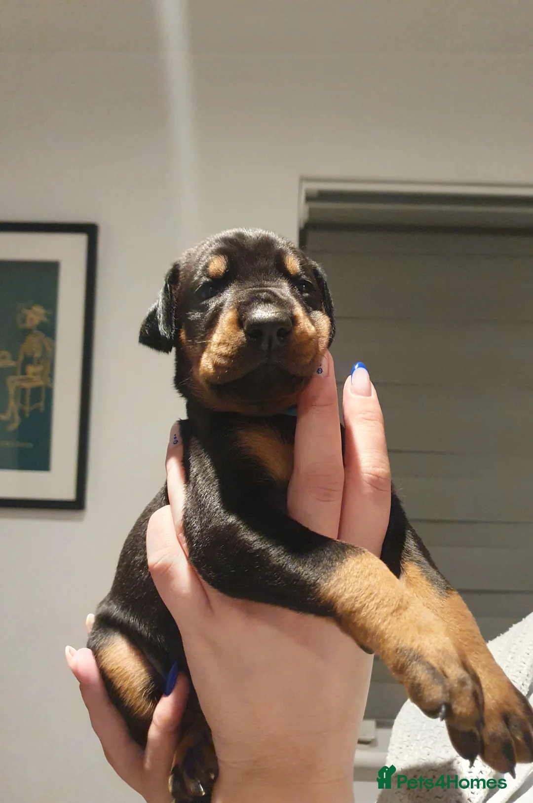 Dobermann dogs for sale: Dobermann puppies  - Advert 4
