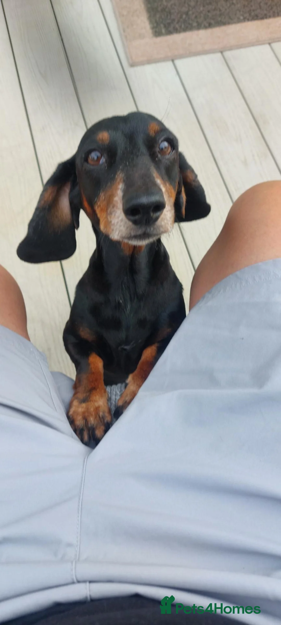 Dachshund dogs for sale: West Wales daschund puppies in New Quay - Advert 3