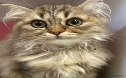 Persian cats for sale: Golden Chinchilla Persians Kittens  - Image 5