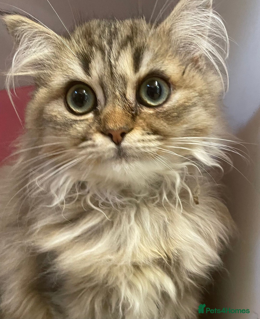 Persian cats for sale: Golden Chinchilla Persians Kittens  - Image 5
