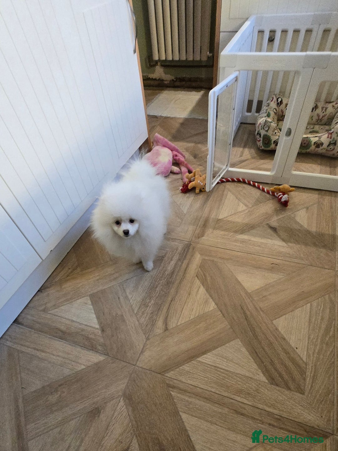 Pomeranian dogs for sale: Snow white Pomeranian boy - Advert 6