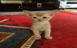 Abyssinian cats for sale: Beautiful Pedigree Abyssinian Kittens for sale in Blandford Forum - Image 13