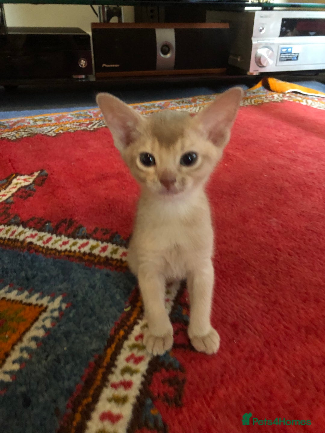 Abyssinian cats for sale: Beautiful Pedigree Abyssinian Kittens for sale in Blandford Forum - Image 13