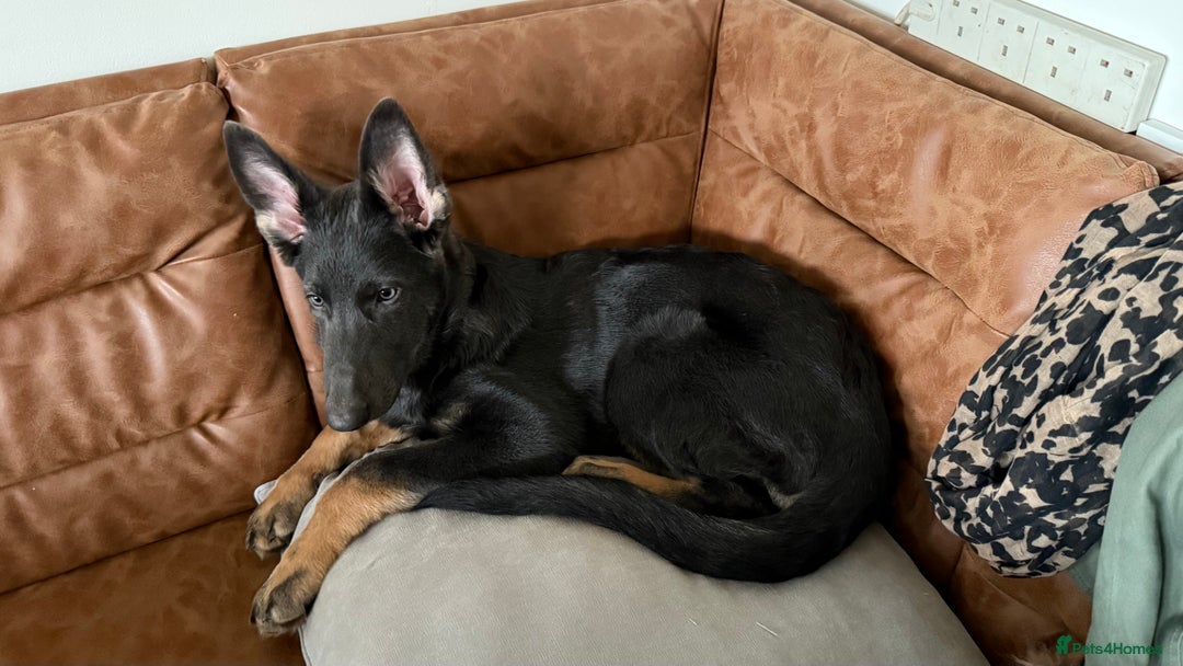 German Shepherd dogs for sale: Beautiful unusual colour (blue) female GSD - Advert 5