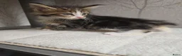 Maine Coon cats for sale: Beautiful Maine Coon Kittens Amazing Lines - Advert 11