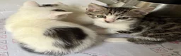 Mixed Breed cats for sale: 6 Lovely kittens for sale  - Advert 7
