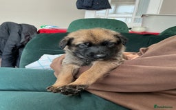 Belgian Shepherd Dog dogs for sale: 6 adorable Belgian malinois puppy's for sale  - Image 12