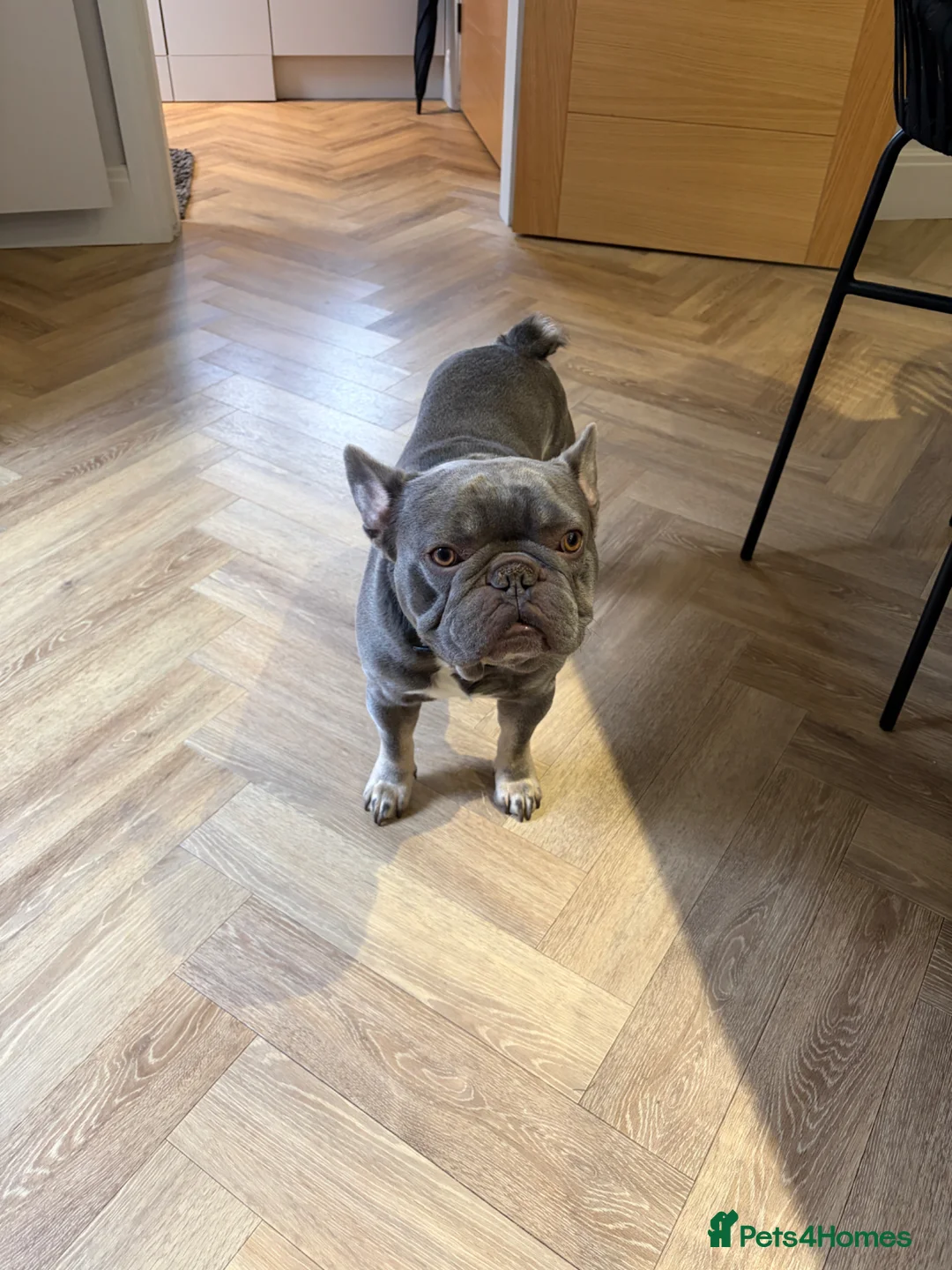 French Bulldog dogs for sale: Two gorgeous 3 year old male Frenchies  - Advert 3