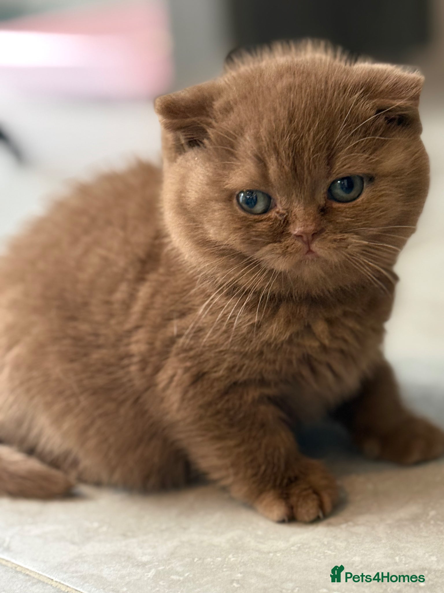 British Shorthair cats Cinnamon female non active  - Advert 2