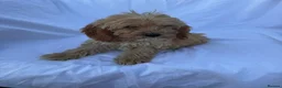 Cockapoo dogs for sale: Gorgeous cockatoo puppies - Advert 22