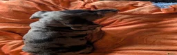 Dachshund dogs for sale: Dappled/Merl Dachshund puppies  - Advert 11