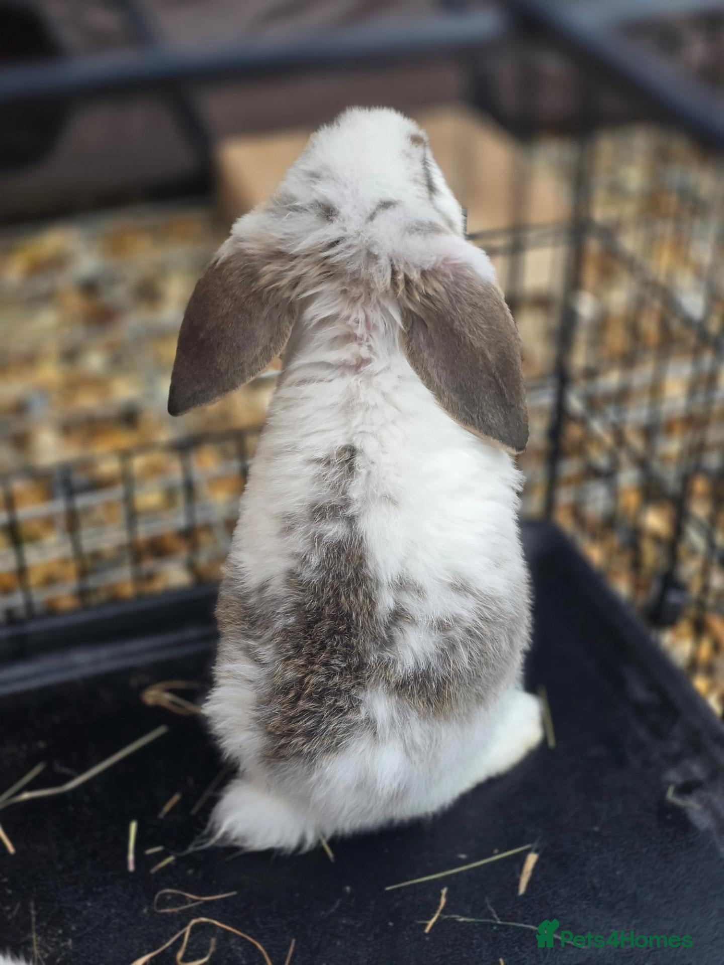 French Lop rabbits for sale: Giant french lop babies - Advert 1