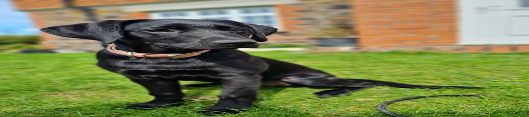 Labrador Retriever Puppy 3
