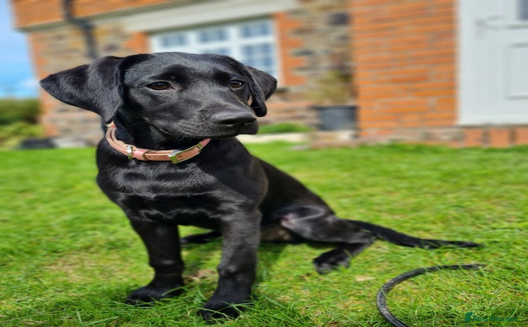 Labrador Retriever dogs - Advert 6