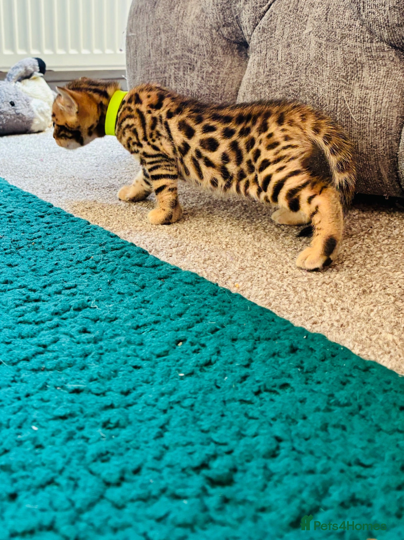 Bengal cats Amazing Bengal Kittens for sale  - Advert 2