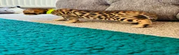 Bengal cats for sale: Amazing Bengal Kittens for sale  - Advert 20