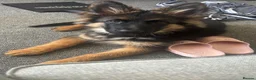 German Shepherd dogs for sale: Male German shepherd  in Ipswich - Advert 4
