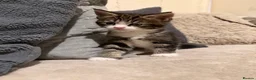 Maine Coon cats for sale: Maine Coon Kittens For Sale! 🐾 - Advert 6