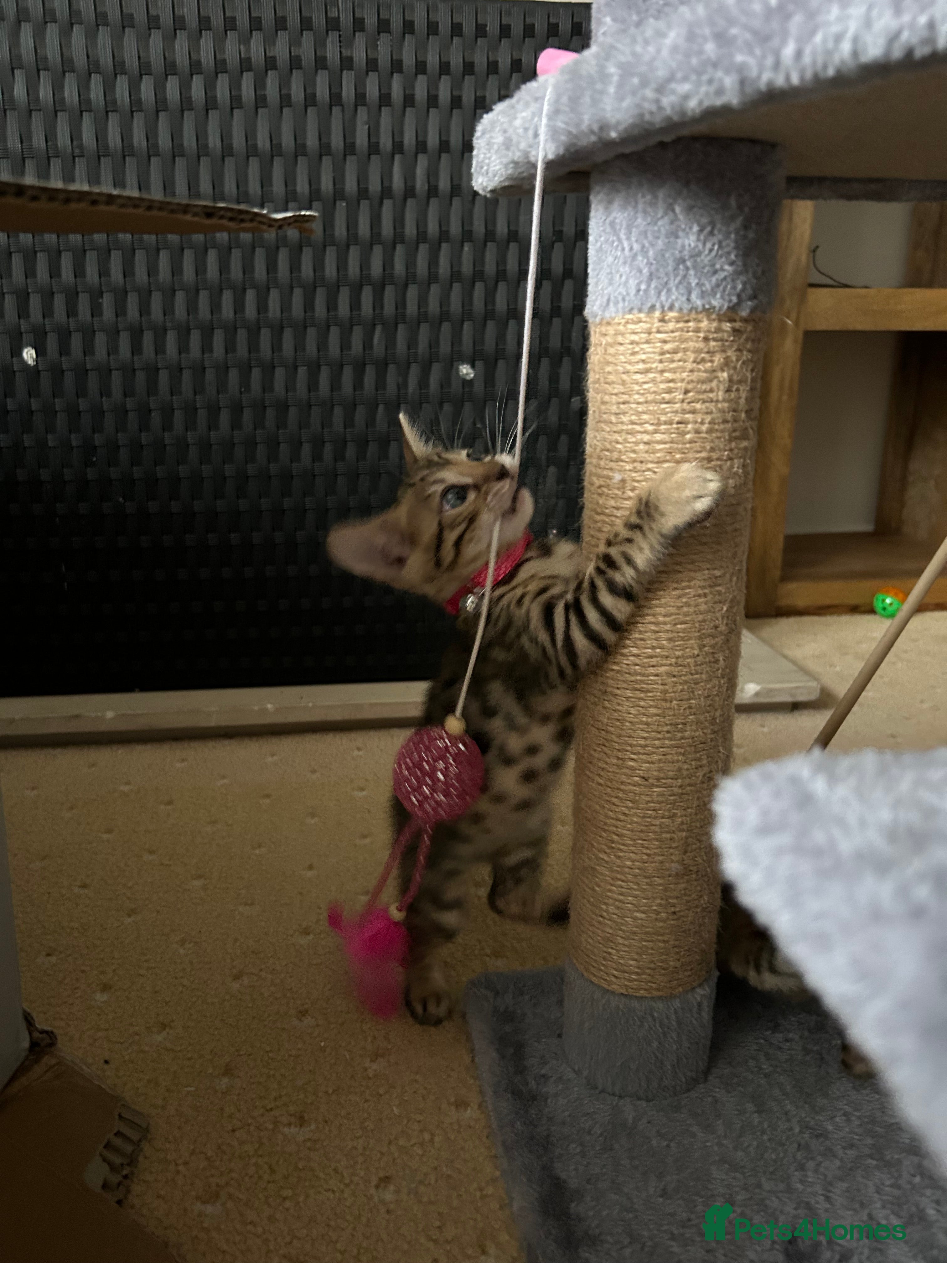 Bengal cats Bengal kittens - Advert 2