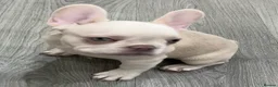 French Bulldog dogs for sale: Beautiful Frenchie Females - Advert 24