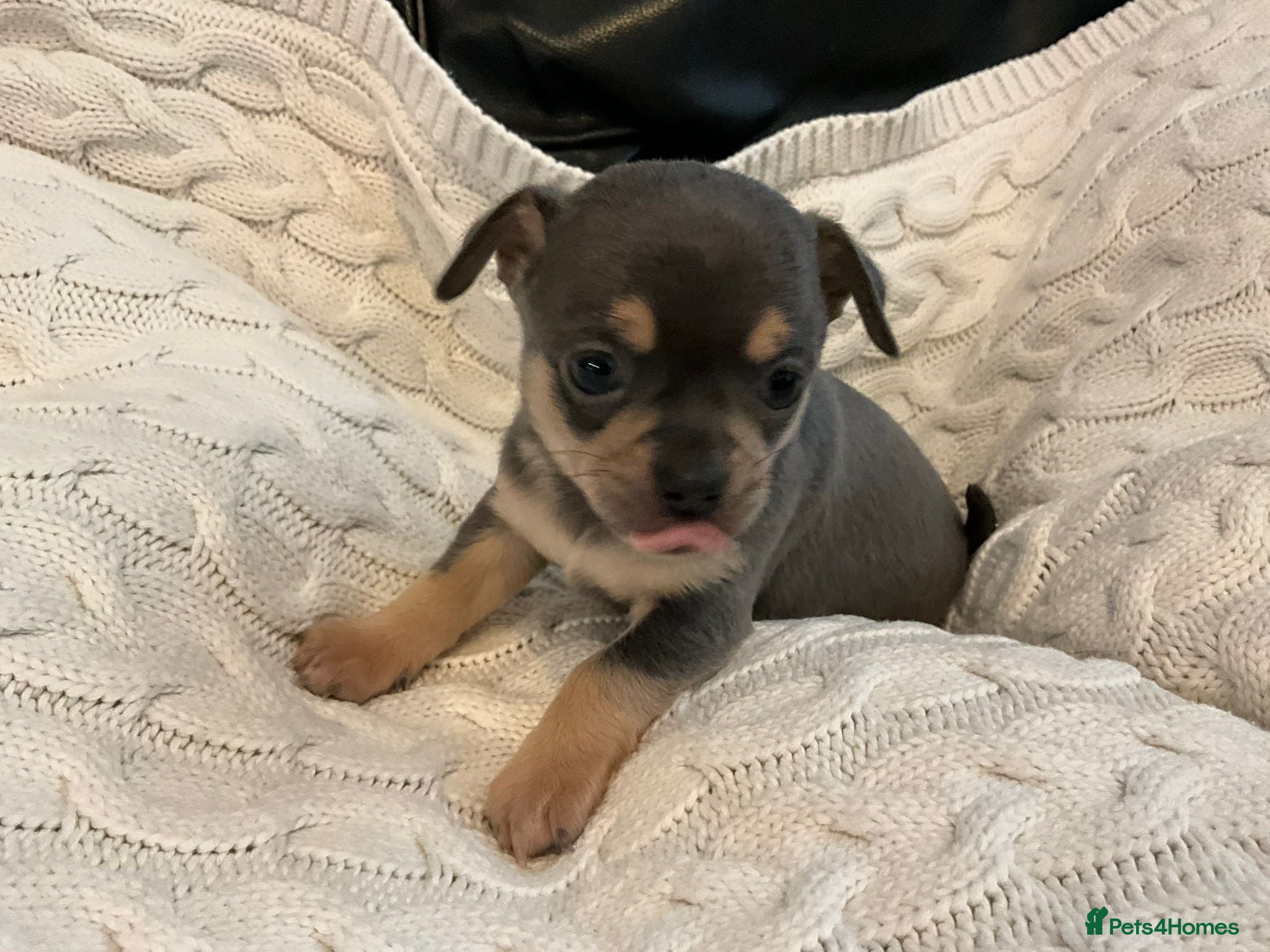 Chihuahua dogs Beautiful black & blue tri chihuahua puppies  - Advert 3